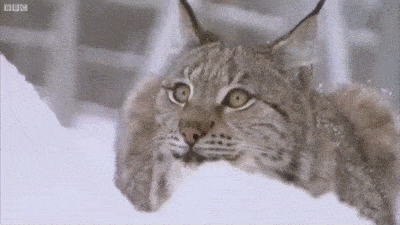 原创史上最全最详细趣味版三江源国家公园野生动物百科耗时两周完成