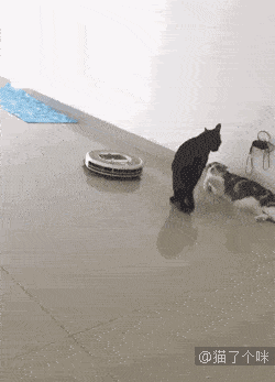 250_347竖版 竖屏gif 动态图 动图