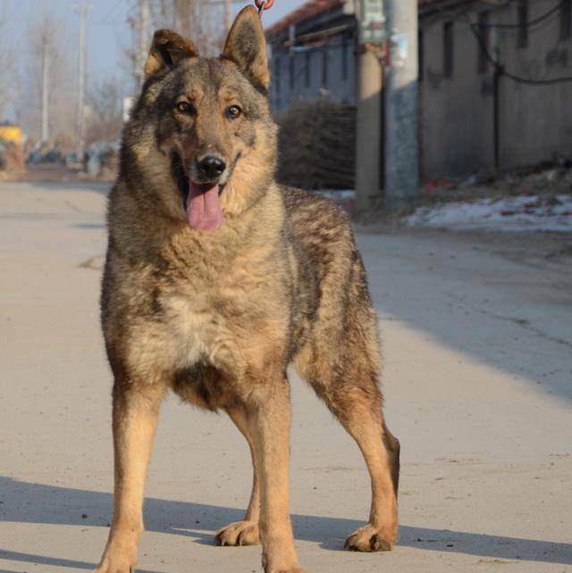 原创中国警界大骄傲―昆明犬