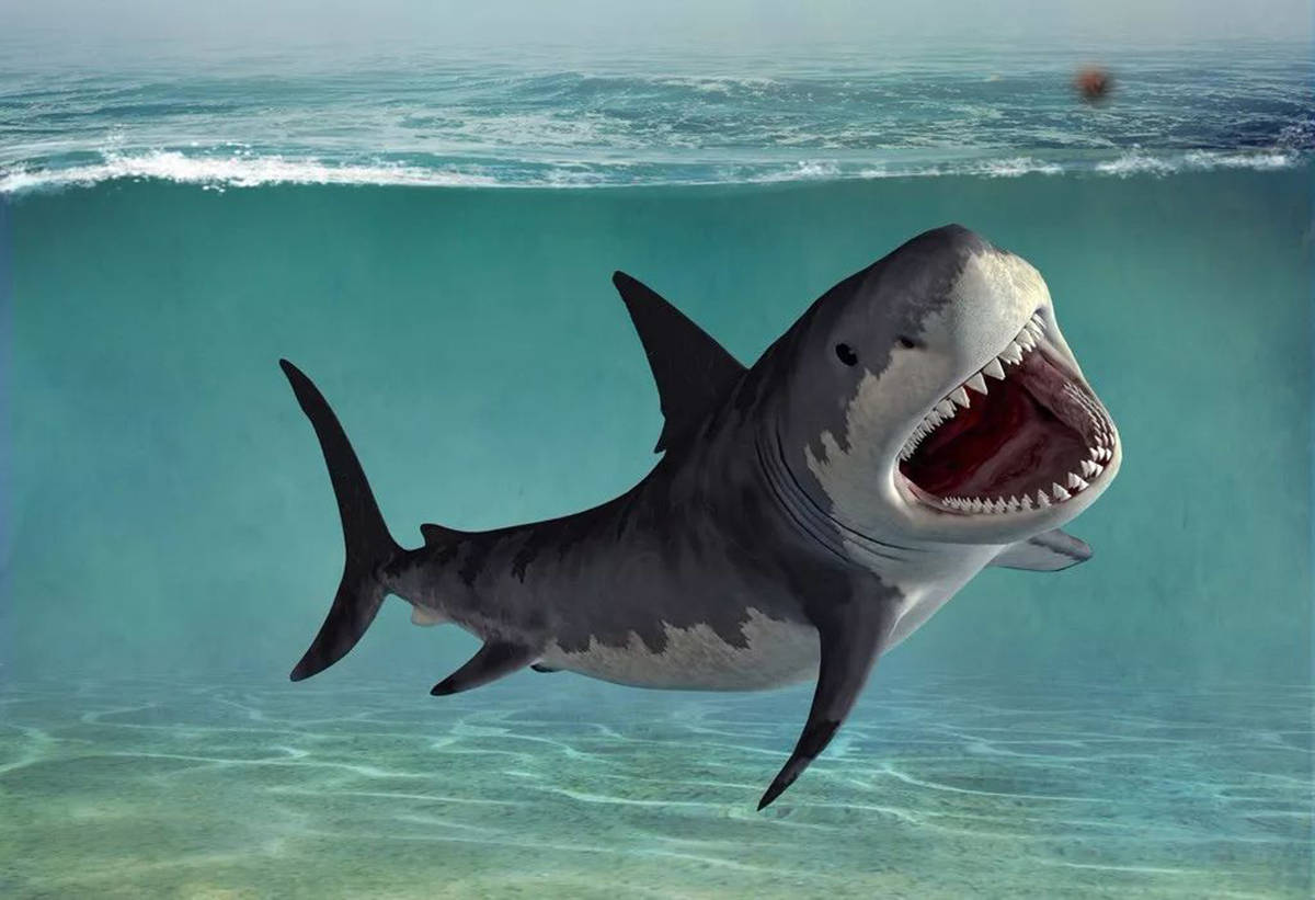 原创鲨鱼吃人,不止在电影中,科学家发现3000年前被鲨鱼咬死的日本人