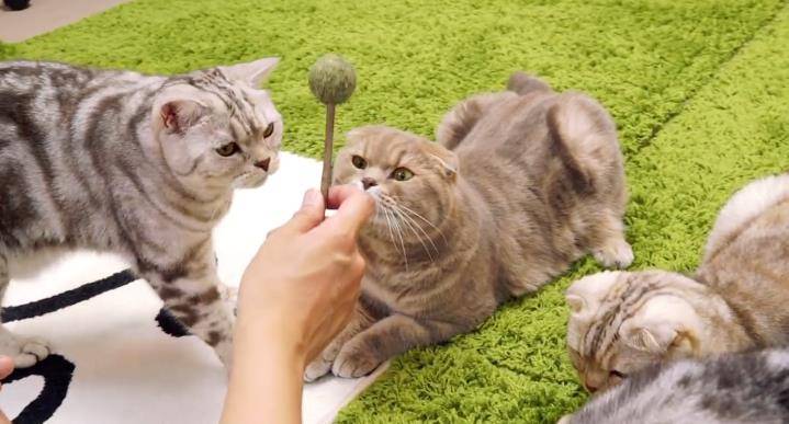 猫薄荷为什么会使猫咪上瘾?食用它对身体真的好么?猫