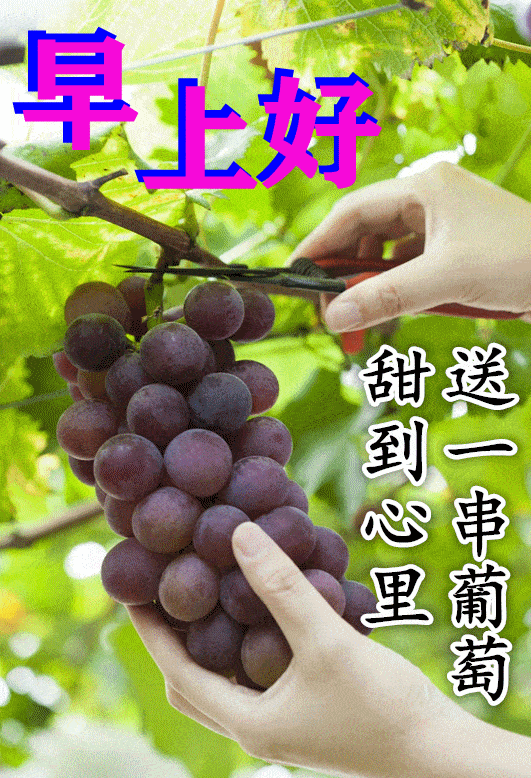 2021年夏天早上好图片,2021年秋天早上好图片 2021年7月4日免打字夏天早上好动态表情带字和鲜花图片