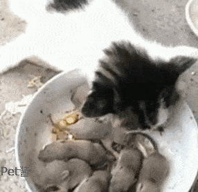 主人让小奶猫抓老鼠,小猫看了半天,猫:这真的能吃吗