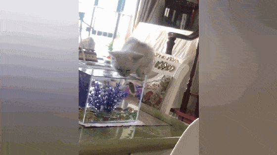 漂亮猫咪趴鱼缸上喝水,冷不丁被鱼儿强吻,猫都被亲懵了