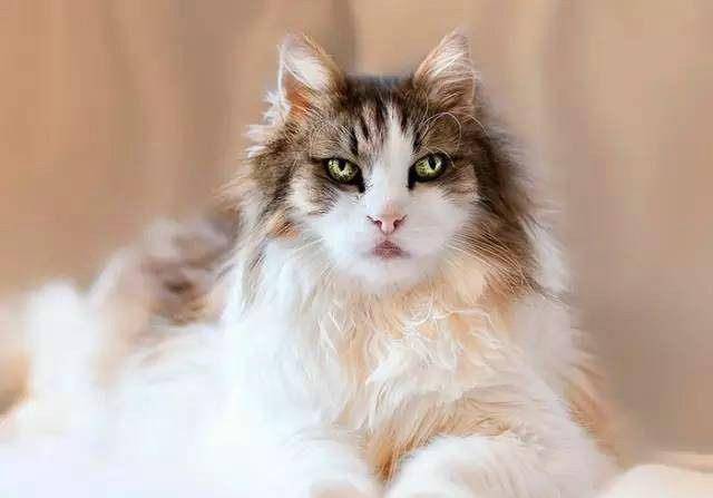 世界级美猫,网友:它的眼里仿佛有星辰大海