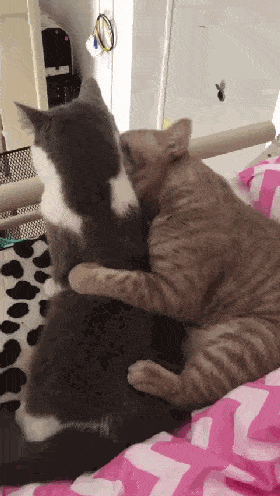 原创公猫不断舔着母猫的身体,母猫表情让人笑喷,网友:跟我老婆一样