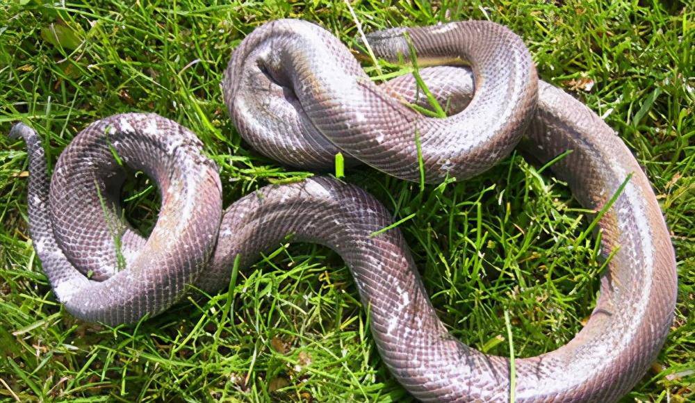 原创海南闪鳞蛇在湖南,是中国特有物种,珍稀罕见