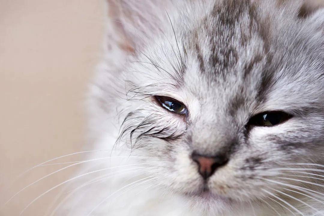 猫咪会因为伤心而哭泣吗?