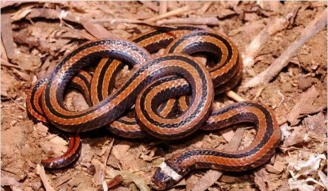 湖南的福建丽纹蛇,毒性堪比眼镜王蛇,但性格温和很少咬人