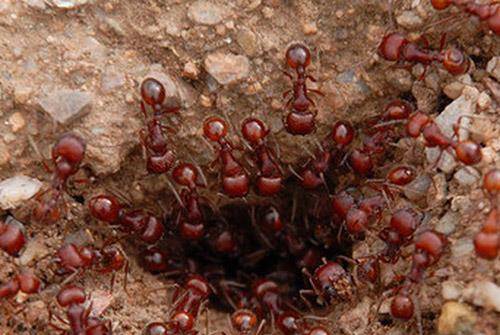 原创红火蚁对抗热带火蚁,胜负难分