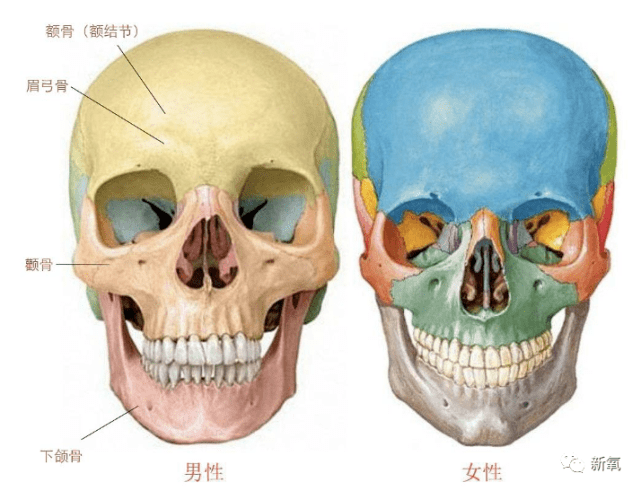 化,但男性颅骨大而重,额骨向前倾斜,颧骨和眉弓都要比女性来得突出