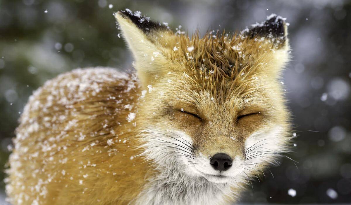 加拿大阿冈昆公园,一只小狐狸正在好奇的探索银装素裹的雪中世界,甚至