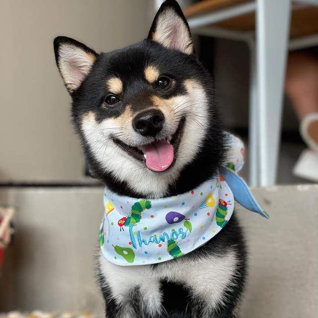 原创如何选择一只品相好的小黑柴犬?