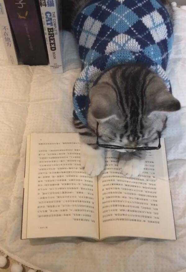 原创猫咪戴眼镜读书主人一瞧自愧不如认真的模样定能考大学