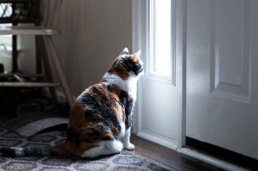 猫咪"想念"主人时,才会有这些行为