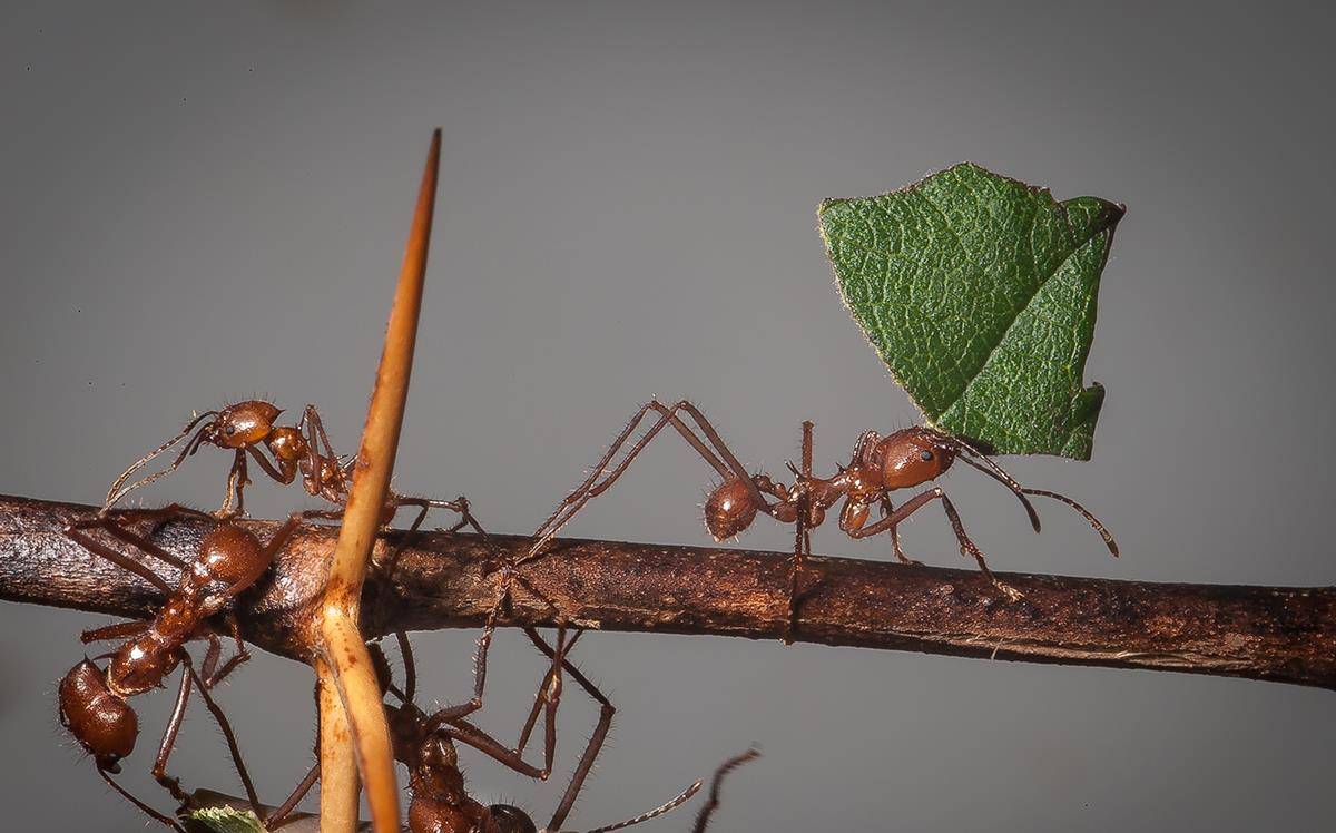 原创蚂蚁生出矿石装甲,既抗菌又抗揍,打架还能多保几条腿