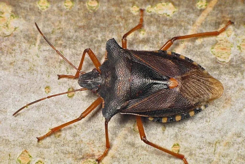 hemiptera 科:蝽科 pentatomidae 属:真蝽属 pentatoma 种:红足真蝽