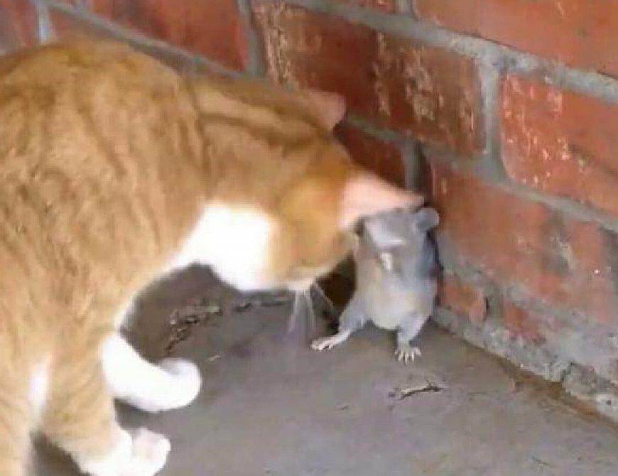 原创猫咪在家抓到了老鼠可是老鼠一个举动就逃过了一劫笑喷了