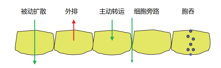 化合物的膜通透包含不同机制,包括被动扩散,主动转运,胞吞,外排和细胞