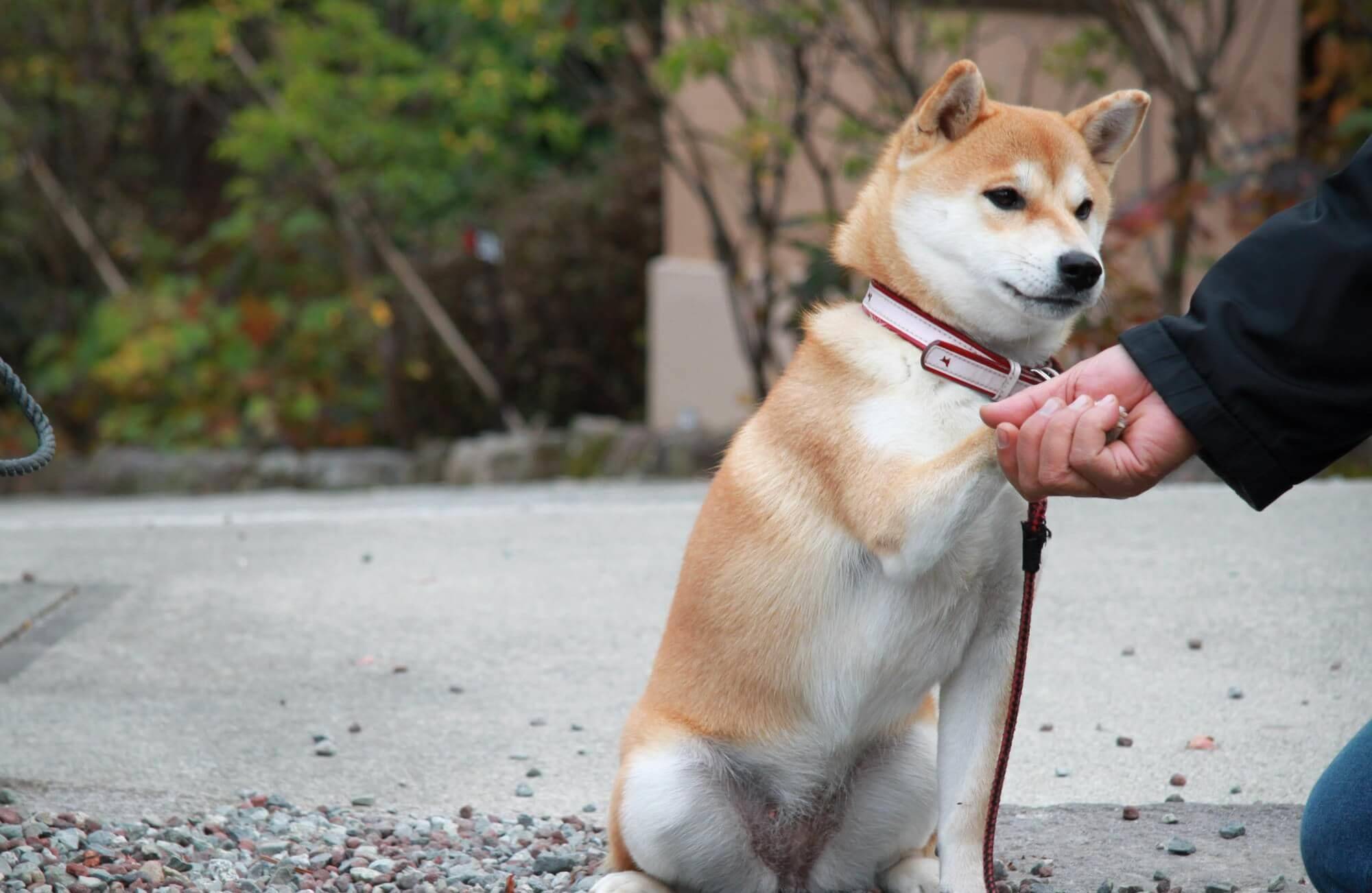 原创秋田犬和日本柴犬傻傻分不清?看看这些你也许就可以分清了!