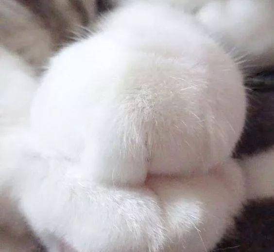 好,继续福利时间——还是猫爪爪呀~要想拥有好看的猫脚脚需要时刻保持
