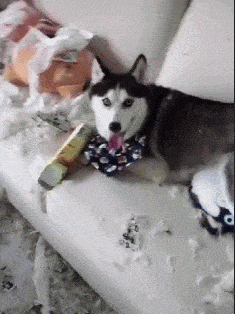 原创二哈把家拆完之后,还悠然自得坐在沙发上,网友:看把狗子累的!