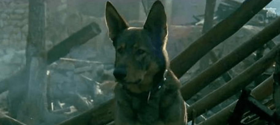 电影《犬王》的军犬真的牺牲了,导演对此表示遗憾