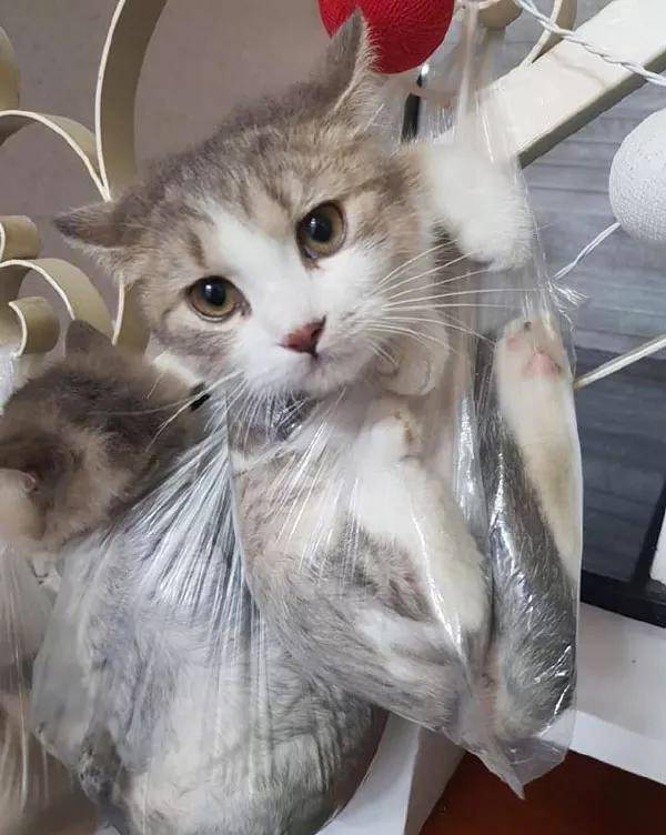 猫咪丙,水汪汪地大眼睛一脸无辜相:看我这么弱小,怎么可能推得动辣么
