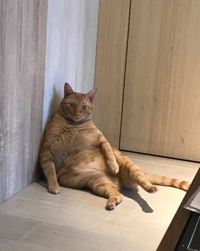 原创十只橘猫九只胖,还有一只超级胖,橘猫被养六年养出企鹅身材