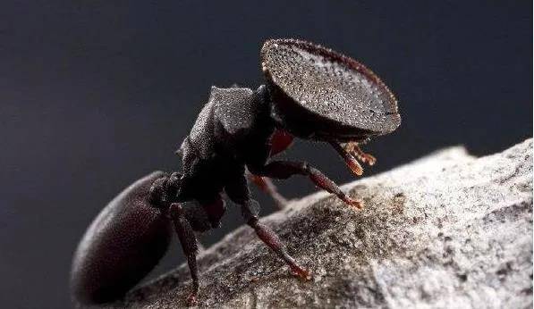 原创一种奇特进化的蚂蚁龟蚁长有大锅头部可封住洞口避免外敌入侵