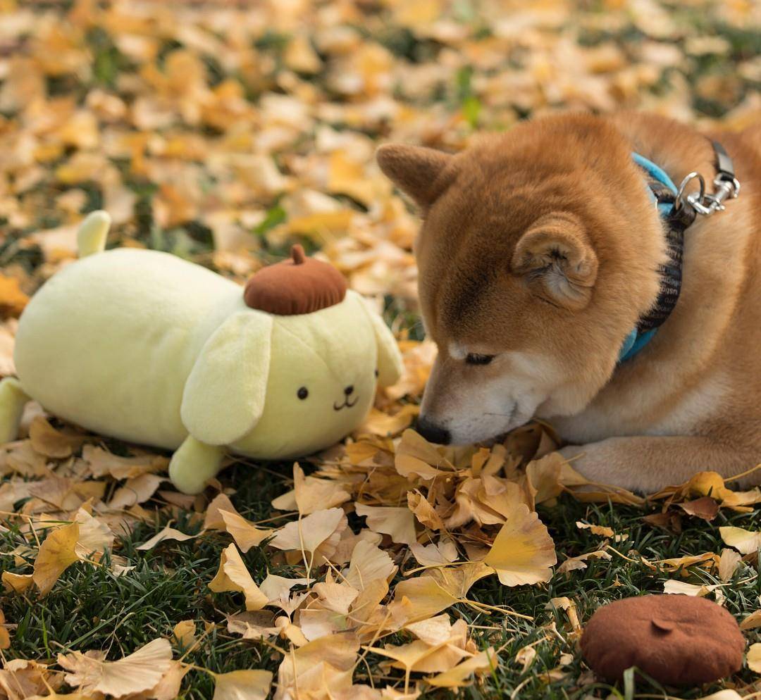 敲可爱滴柴犬萌图续汪星人中可能威胁到哈士奇王者地位的宠物狗狗柴犬