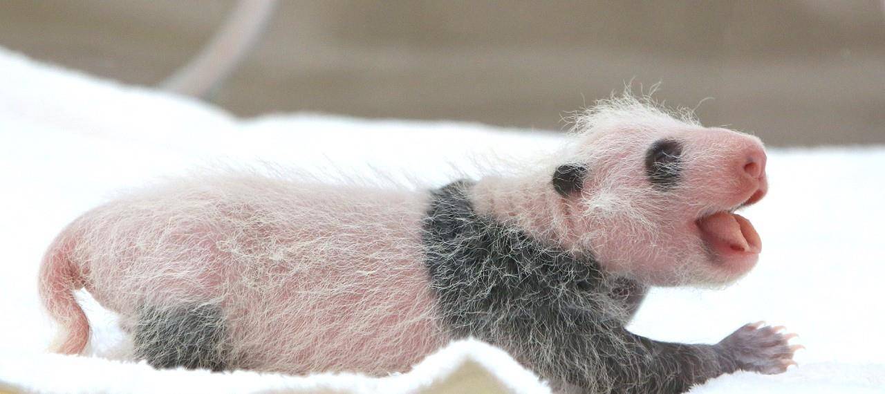 刚出生的大熊猫你们见过吗?萌萌的,可爱到无语言表!