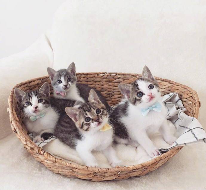 4胞胎小奶猫,简直萌死人