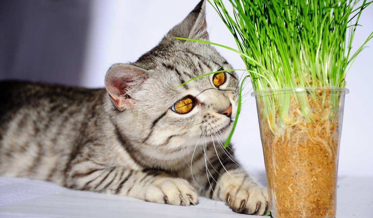 猫咪是食草动物?遇到美味的猫草,猫可以稍微假装一下"