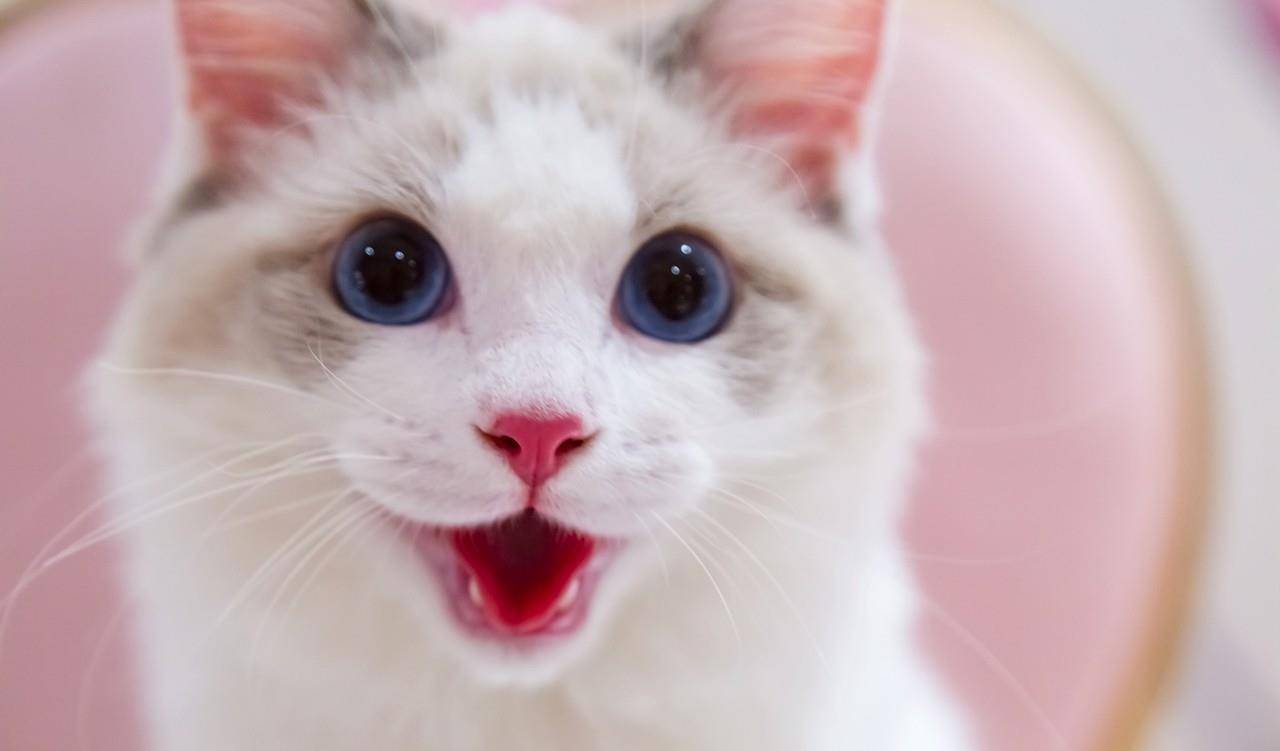 猫界大小姐,宠物界新贵,让人着迷的仙女猫——布偶猫
