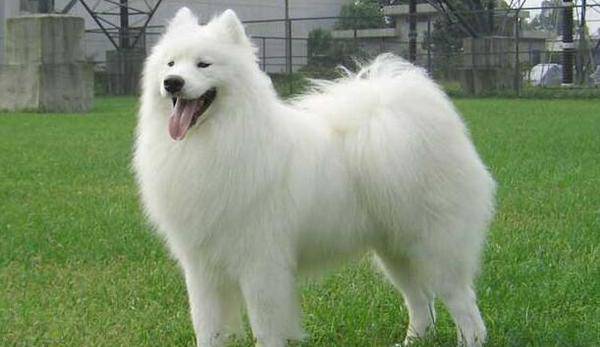 地球上5大性格最好的中大型犬,金毛与萨摩上榜,你喜欢