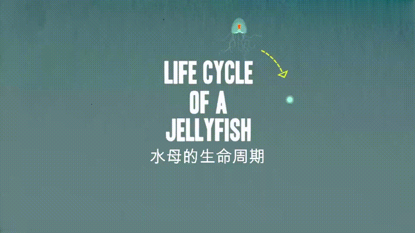 为什么说灯塔水母可以
