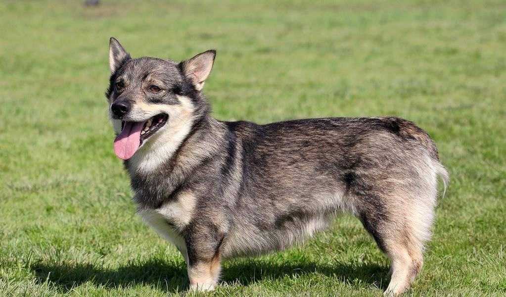 原创瑞典牧羊犬明明是纯种犬看起来却像柯基和狼犬混种