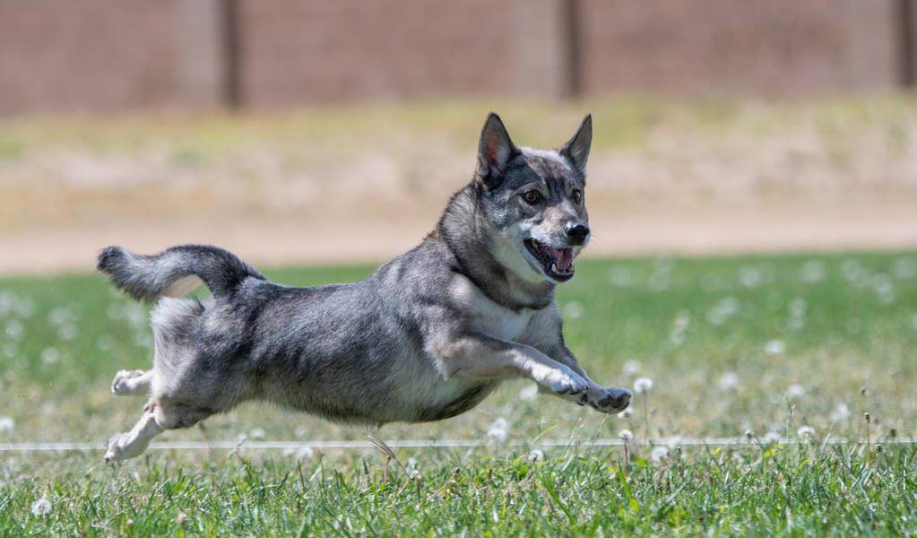 原创瑞典牧羊犬明明是纯种犬看起来却像柯基和狼犬混种