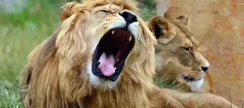 公狮子被母狮子吼重要的原因是雄狮只有通过和雌狮频繁交配才能使