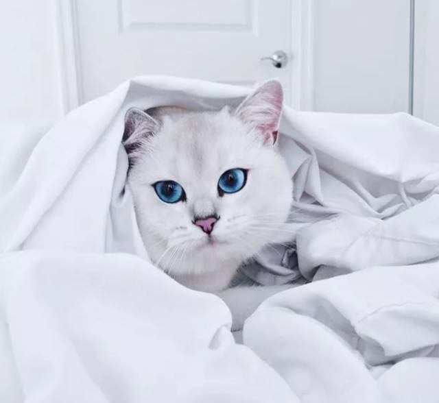 它是史上最美的猫咪,拥有百万粉丝