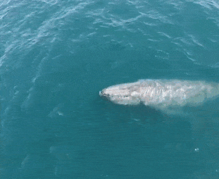 原创神奇动物在哪里