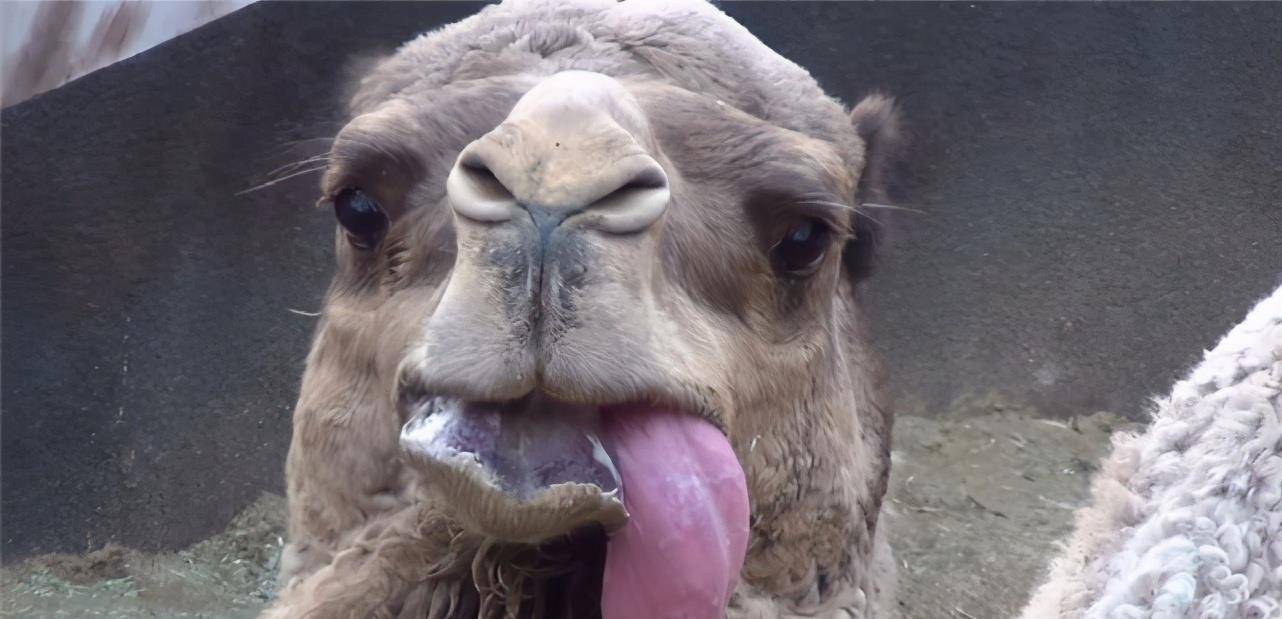 为什么骆驼嘴里会吐出一个粉色"肉球"?是它的胃?还是肿瘤?