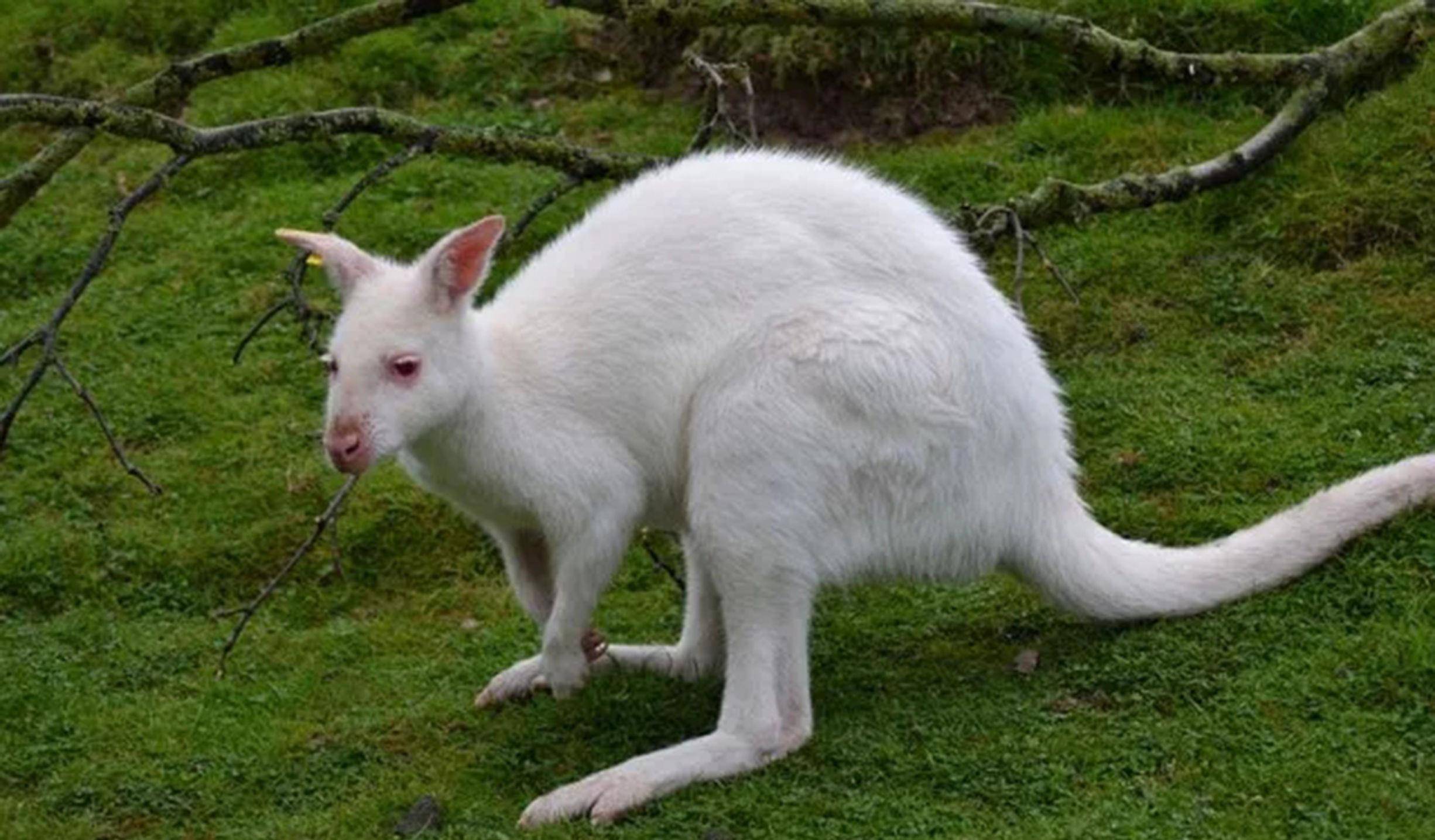 据说湖北神农架一带是白化动物出现最多的地区.图为白色袋鼠.