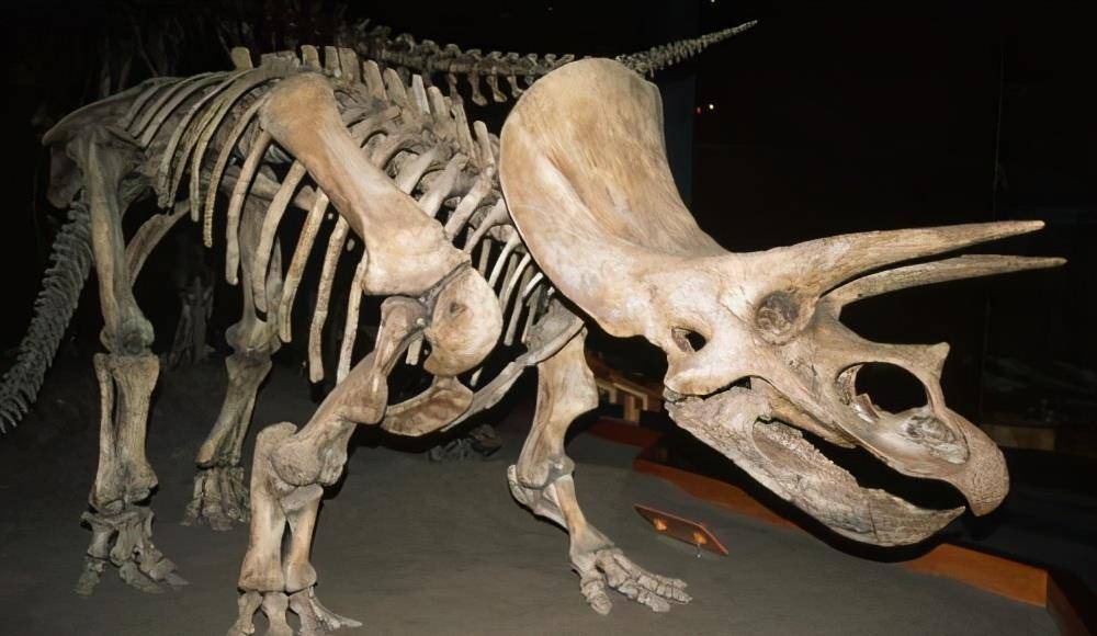 这是霸王龙的化石