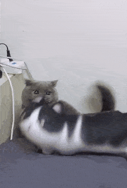 主人给猫买回玩偶,猫见后直接用爪挠,猫:背着我养猫,还敢送来