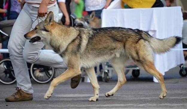 这就是捷克狼犬,起源于上个世纪50年代捷克斯洛伐克,是一个相对较新的