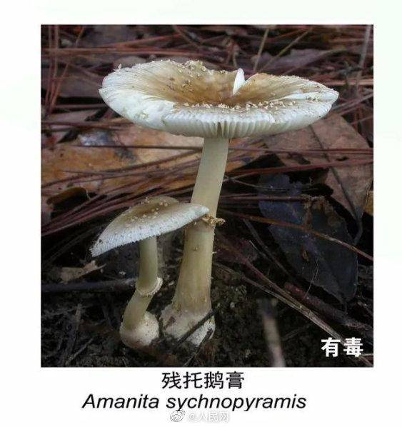 有毒野生菌种类一览_云南省