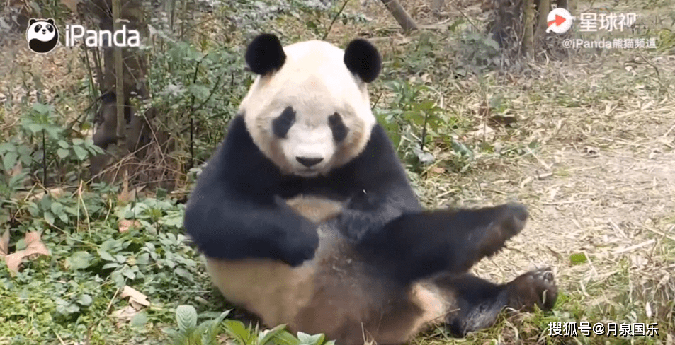 熊猫都在弹琵琶,它究竟有什么魅力你不想知道嘛?