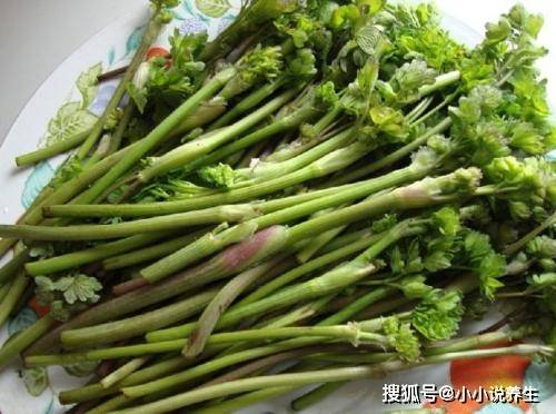 猫爪子菜是一种珍稀的山野菜,野味清香浓郁,口感也好,不仅美味,而且